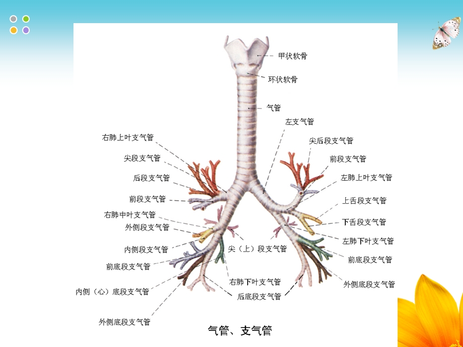 支气管哮喘的护理(带案例).ppt_第3页