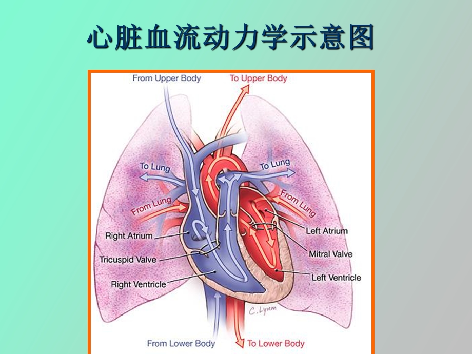 内科学心脏瓣膜病dxq.ppt_第2页