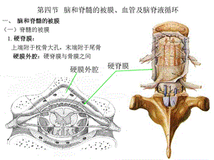 四节脑和脊髓的被膜血管及脑脊液循环.ppt