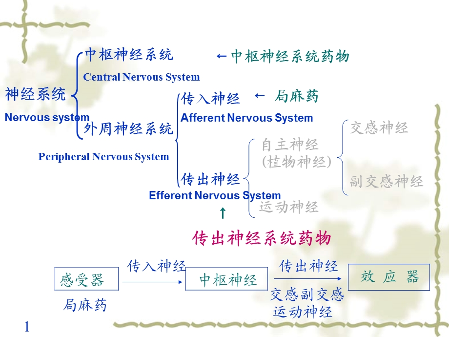 第5章传出神经概论1.ppt_第2页