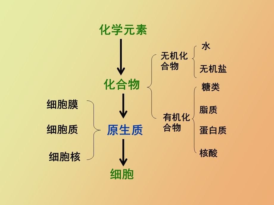 元素及化合物生物.ppt_第2页