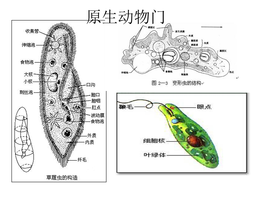 无脊椎动物图片.ppt_第2页