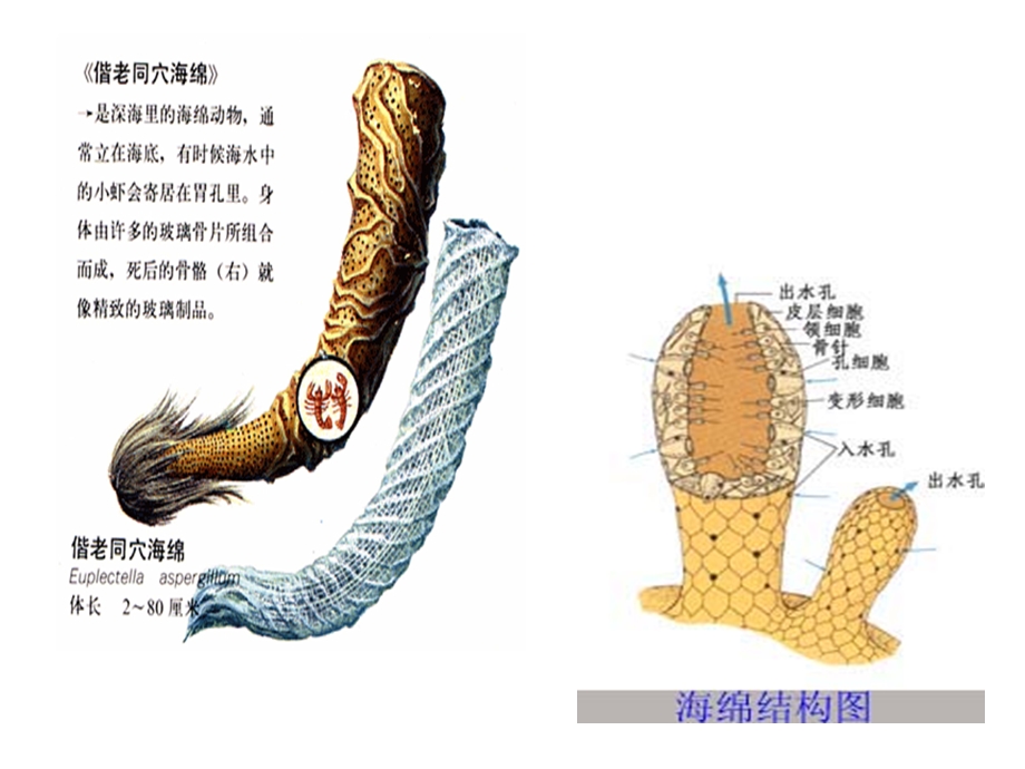 无脊椎动物图片.ppt_第3页