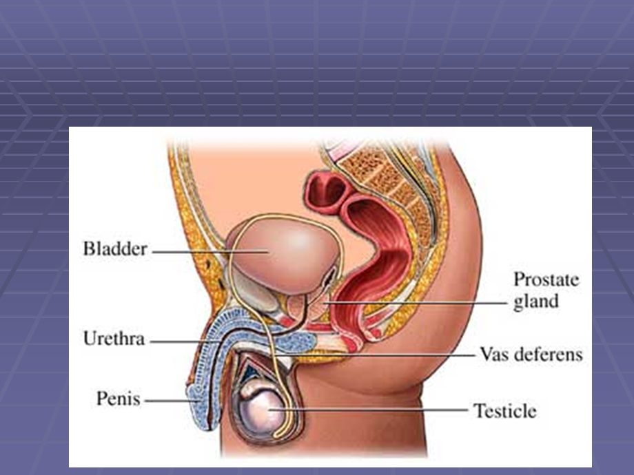 前列腺的解剖与生理.ppt_第2页