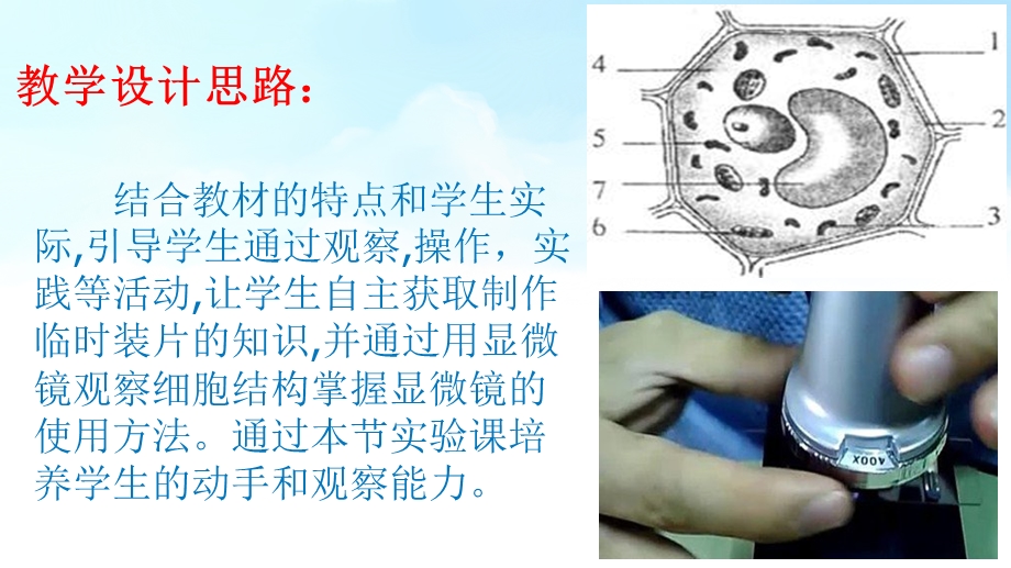 制作并观察植物细胞临时装片.ppt_第2页