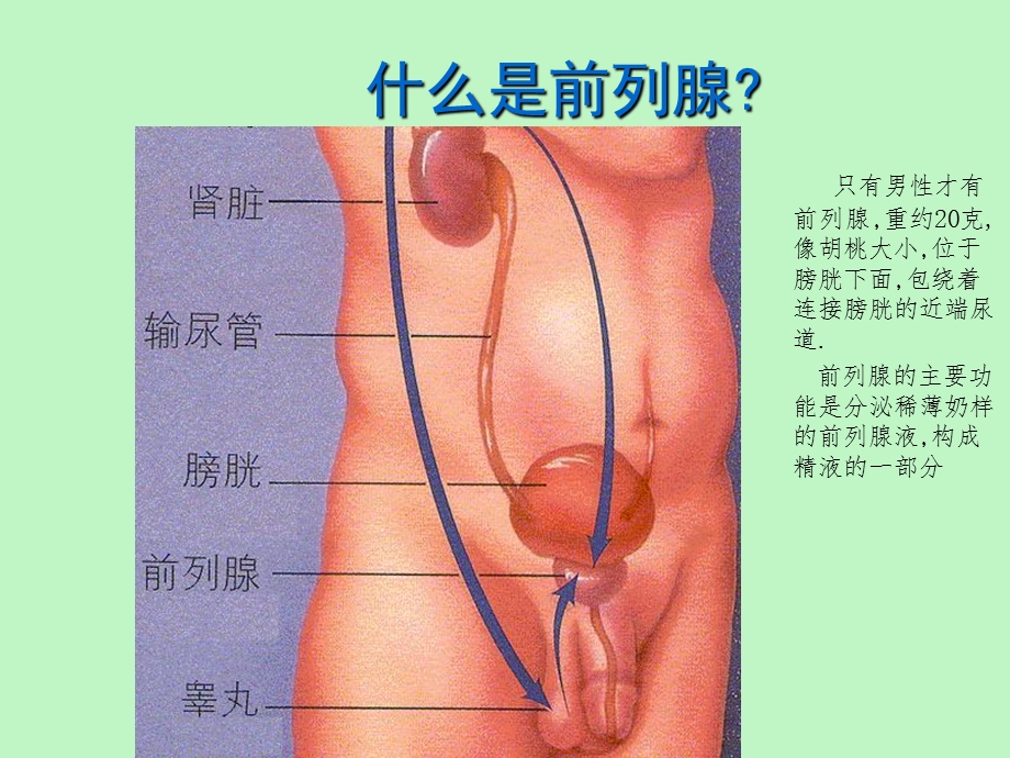 前列腺增生健康教育.ppt_第3页