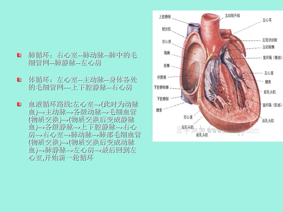 先天性心脏病的介入术护理.ppt_第2页