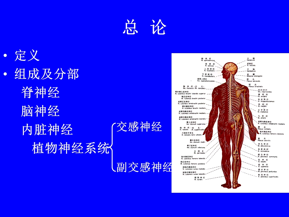 周围神经系统解剖学.ppt_第2页