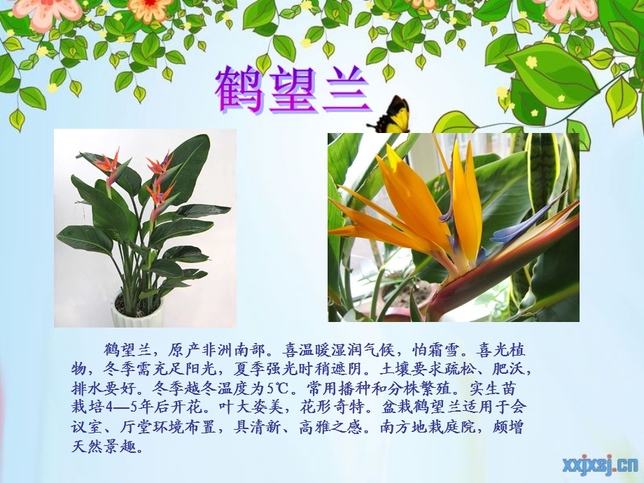 小学生作业(植物介绍).ppt_第3页