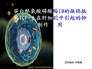 蛋白酪氨酸磷酸酶1B的缺陷抵抗TGF在肝细胞中引起的抑制作用.ppt