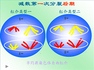 基因和染色体的关系(基因在染色体上).ppt