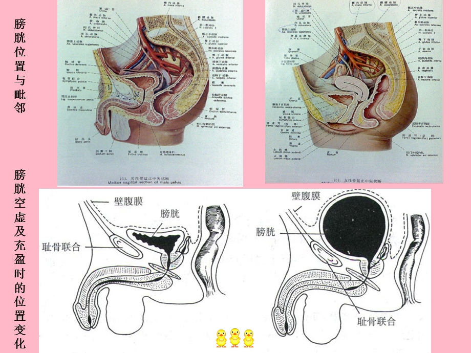 前列腺、膀胱正常解剖及常见病变.ppt_第3页