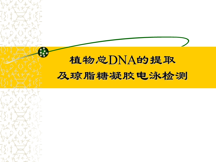 实验植物DNA提取及检测.ppt_第1页