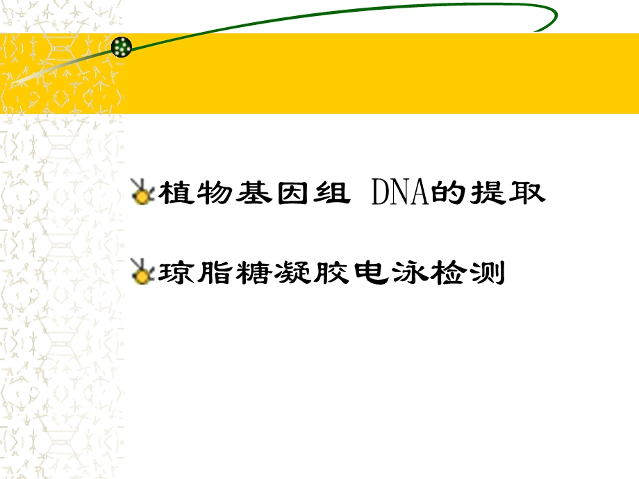 实验植物DNA提取及检测.ppt_第2页