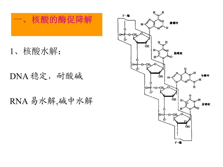 第十一章核苷酸代谢09.ppt_第2页