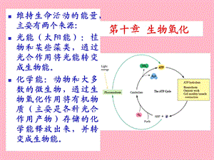 农药毒理-生物氧化.ppt