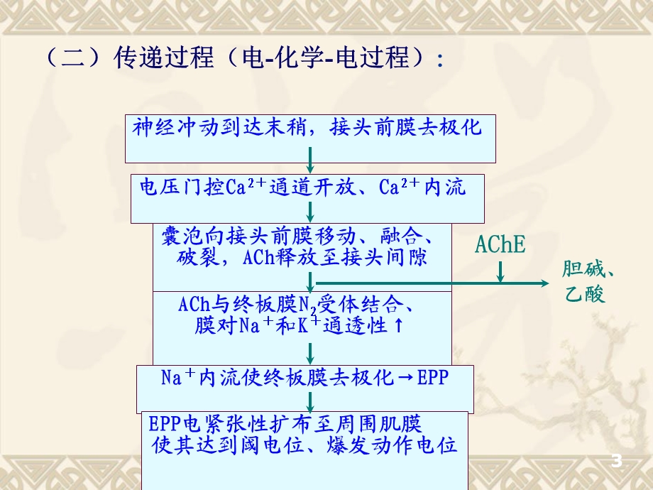 动物生理学第四节肌细胞的功能修改.ppt_第3页