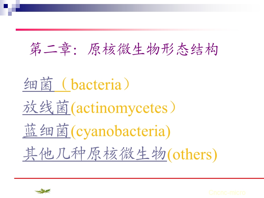 原核微生物形态结构.ppt_第1页