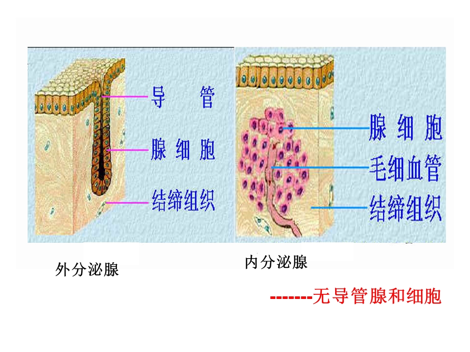 内分泌调节原公开.ppt_第2页