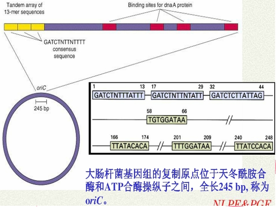 原核生物DNA复制的特点.ppt_第3页