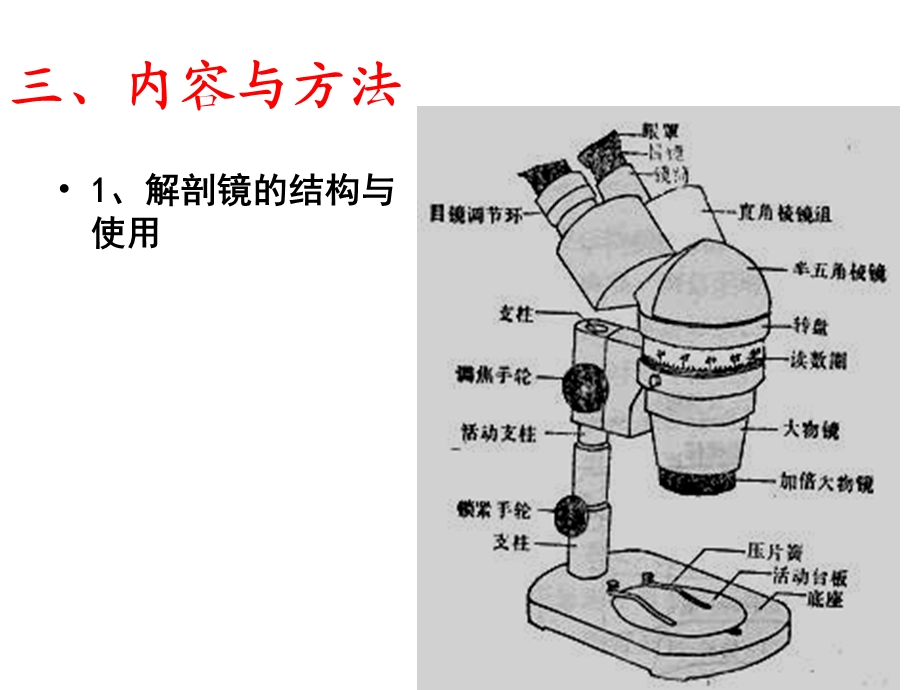 实验七裸子植物观察.ppt_第2页