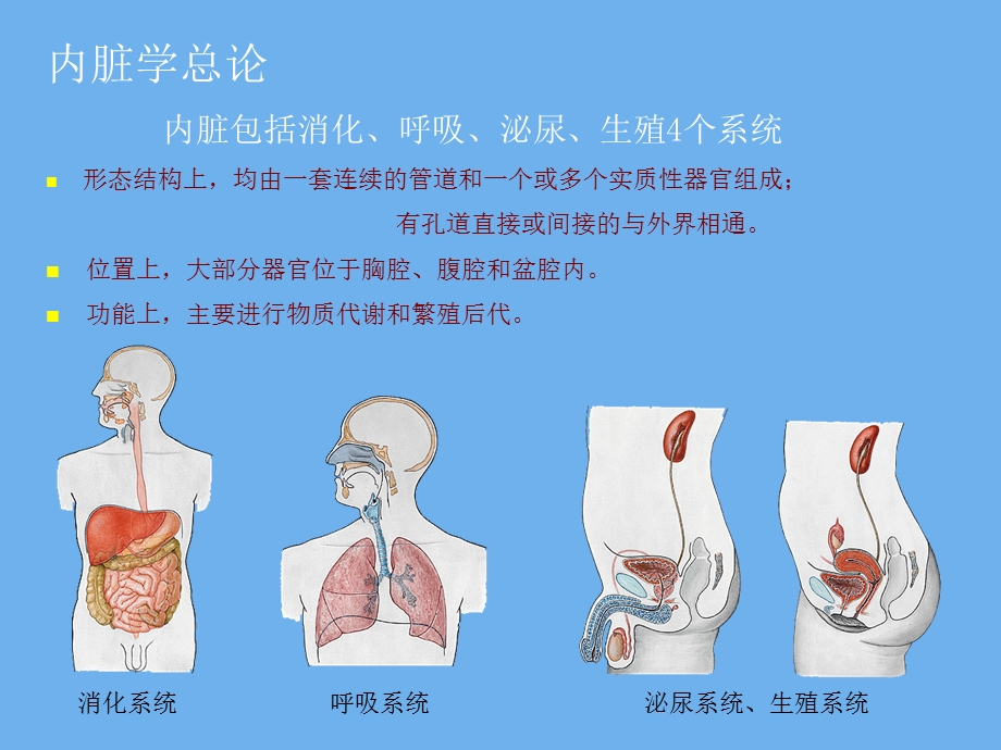 内脏总论、上消化道.ppt_第2页