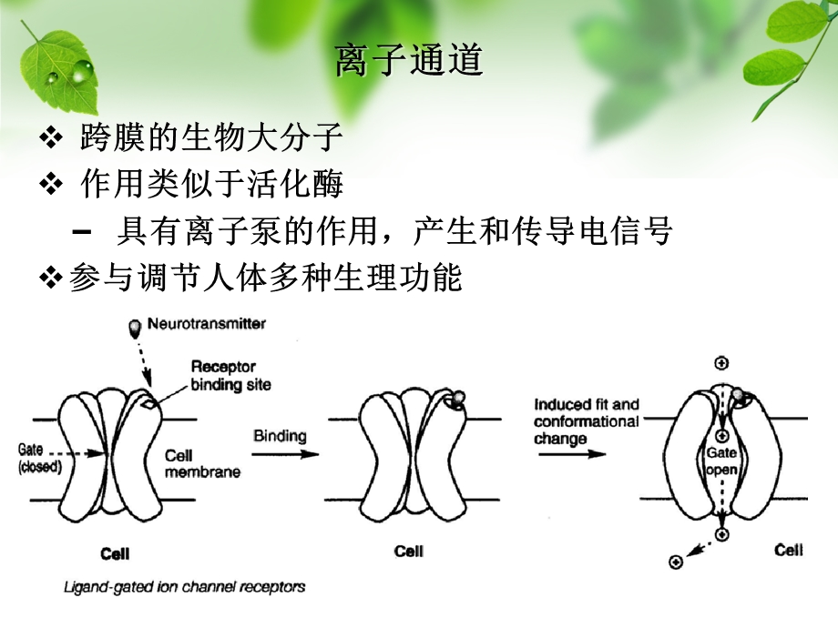 钙通道阻滞剂.ppt_第2页