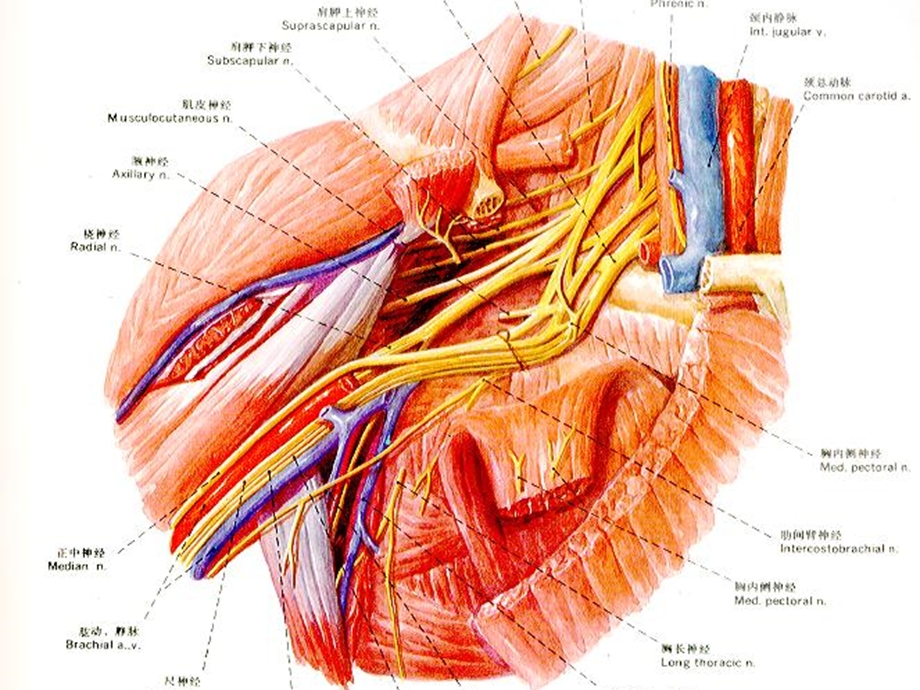 臂丛神经解剖.ppt_第3页