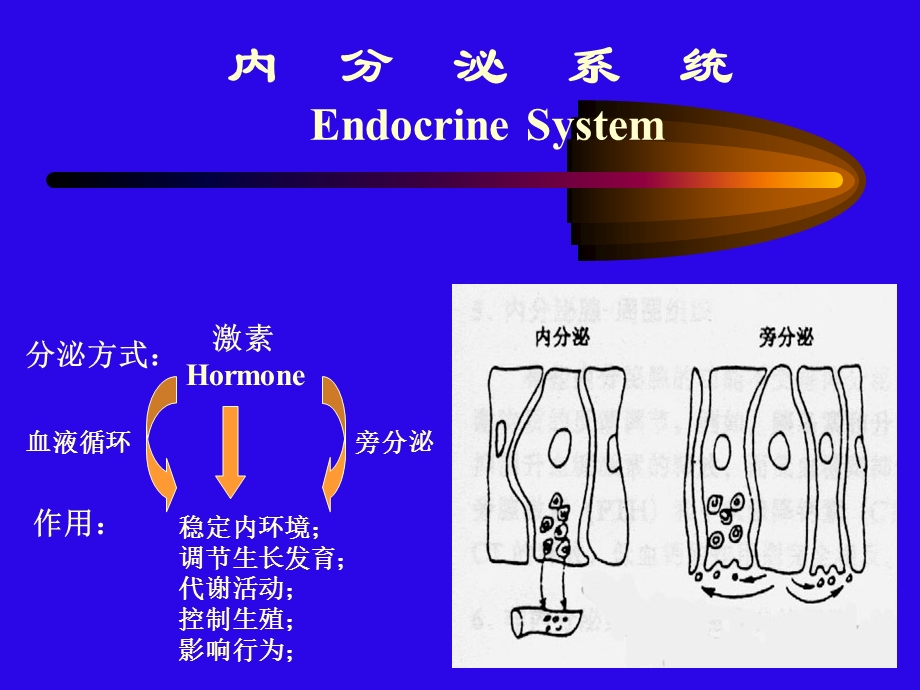 内分泌系统正稿.ppt_第3页