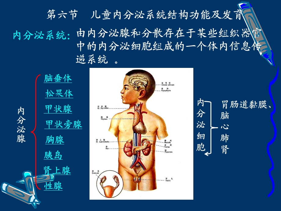 内分泌系统结构和功能.ppt_第2页