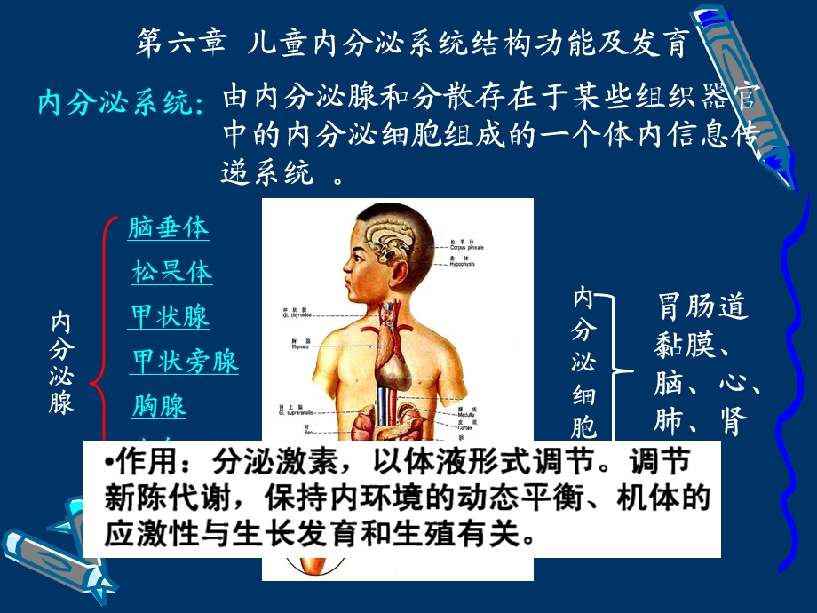 内分泌系统结构和功能.ppt_第3页