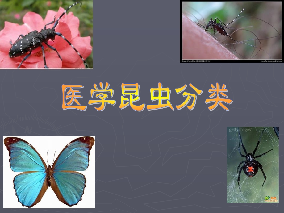 医学昆虫与防治.ppt_第3页