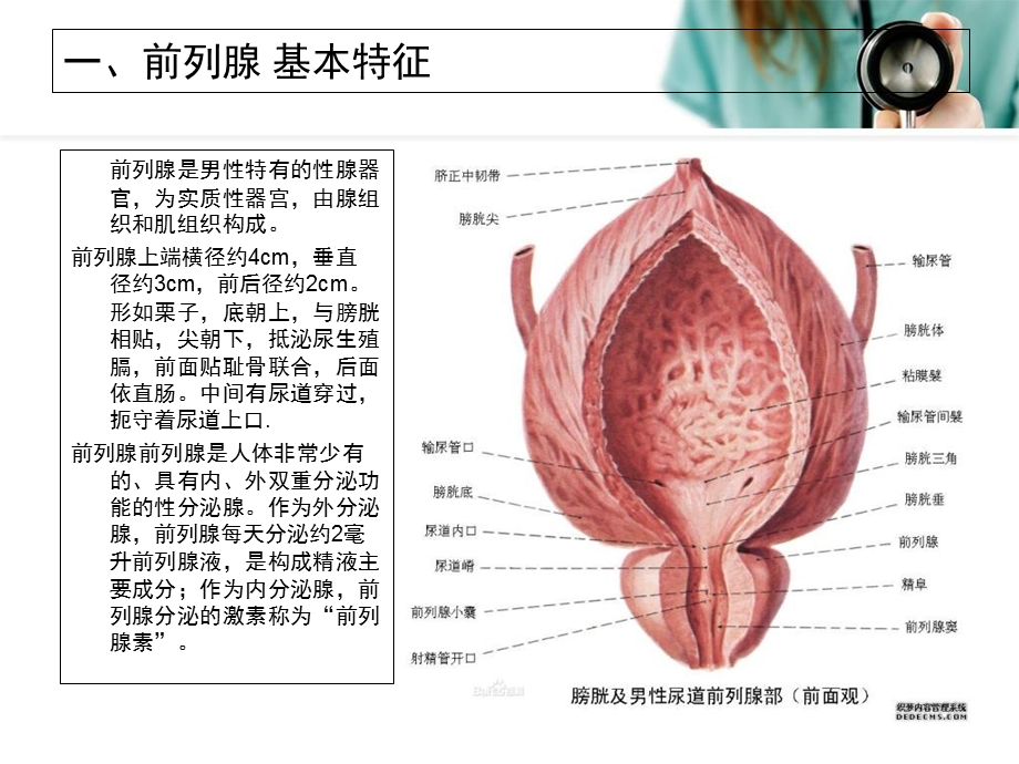 前列腺炎的护理.ppt_第3页