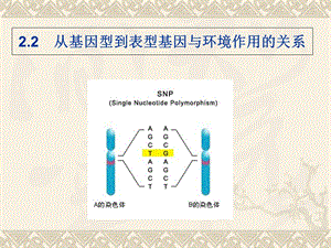 教学课件：第2章遗传学的三大定律(下).ppt