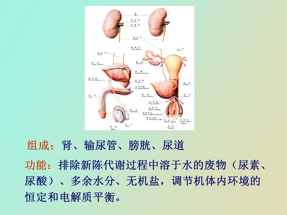 内脏学泌尿生殖.ppt_第2页