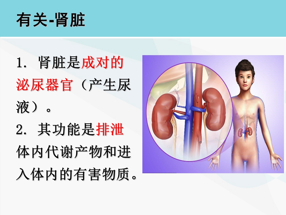 学前儿童的泌尿系统的特点及保育.ppt_第3页