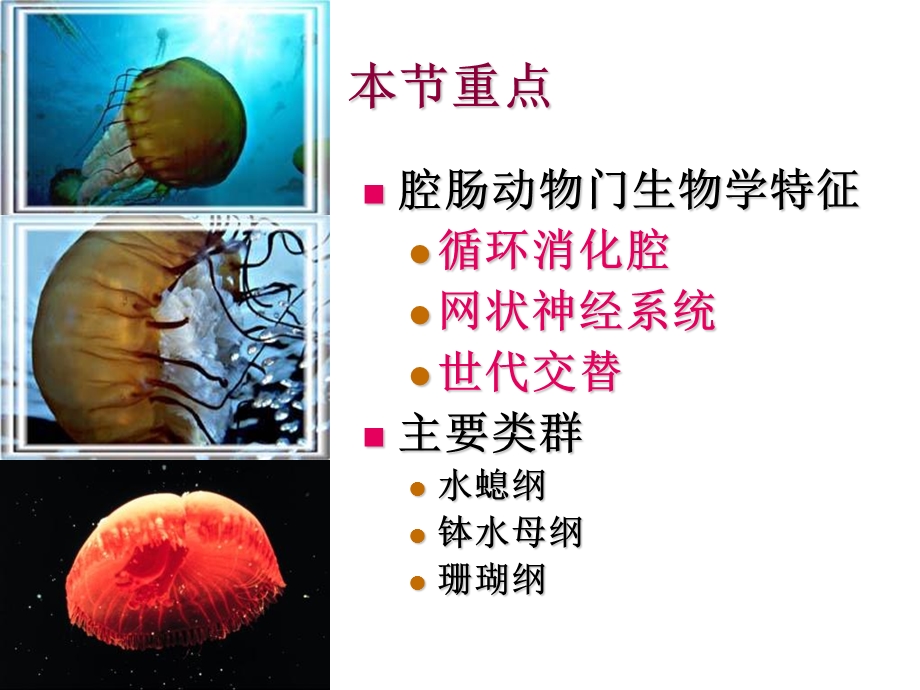 无脊椎动物类群三腔肠动物门.ppt_第2页