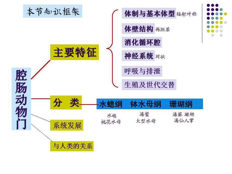 无脊椎动物类群三腔肠动物门.ppt_第3页