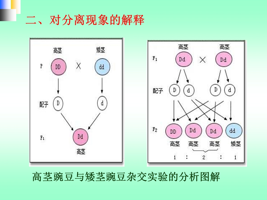 孟德尔的豌豆杂交实验(二)公开课.ppt_第3页