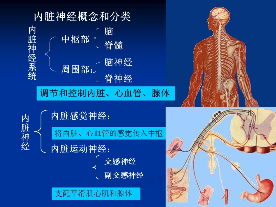 内脏神经研究生课程.ppt_第2页