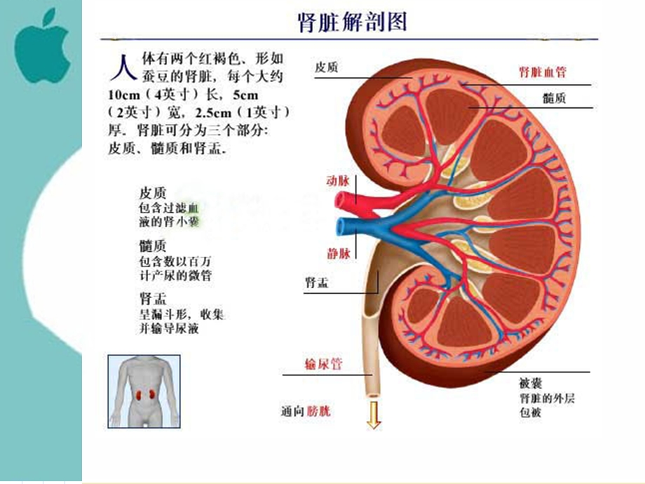 内科护理学-慢性肾衰竭.ppt_第3页