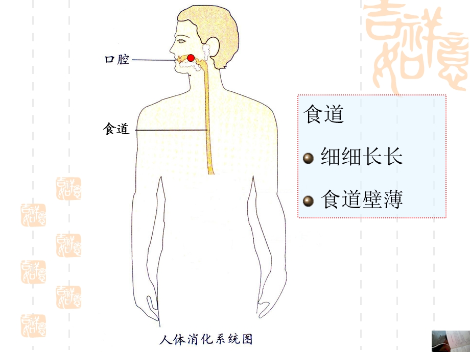 幼儿园大班健康保护我的肠胃.ppt_第3页