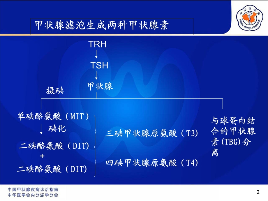 妊娠合并甲腺疾病.ppt_第2页