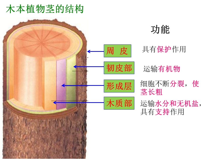 教学课件第七节植物的营养繁殖(济南版本).ppt_第2页