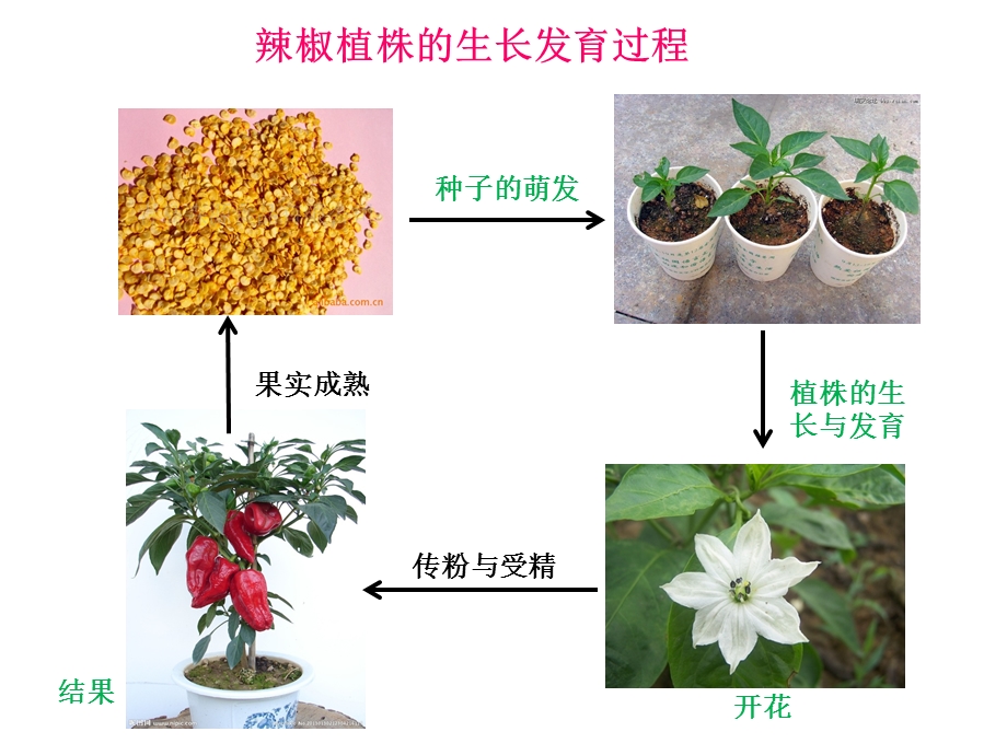 教学课件第七节植物的营养繁殖(济南版本).ppt_第3页