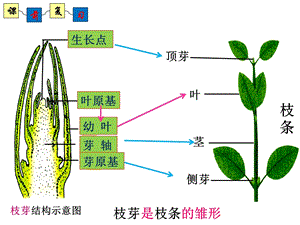 教学课件第七节植物的营养繁殖(济南版本).ppt