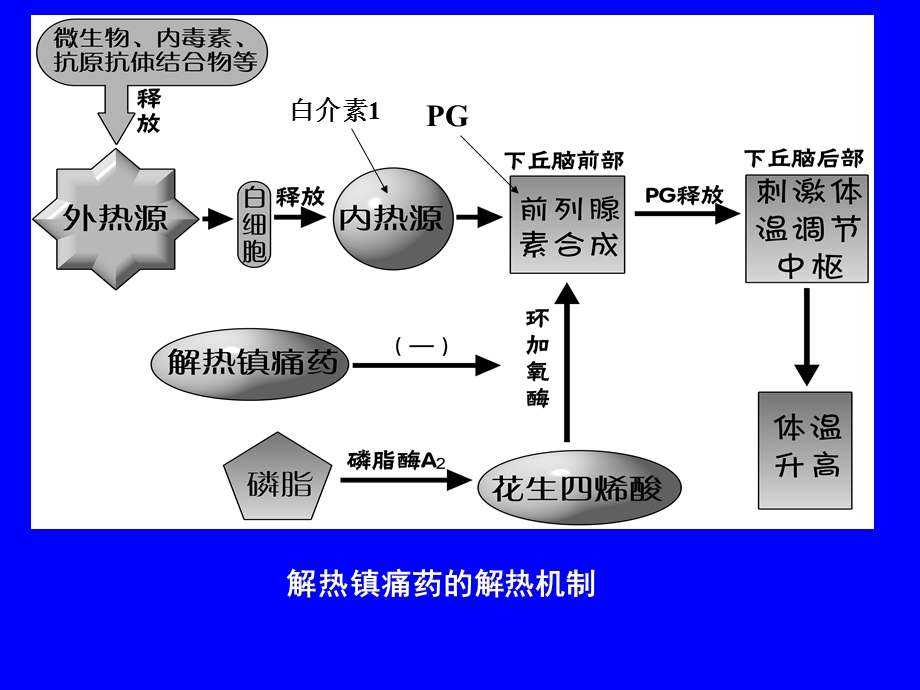 第十七章解热镇痛抗炎药与抗风湿药.ppt_第3页