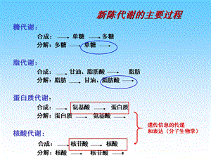 南大生化课件-糖酵解.ppt