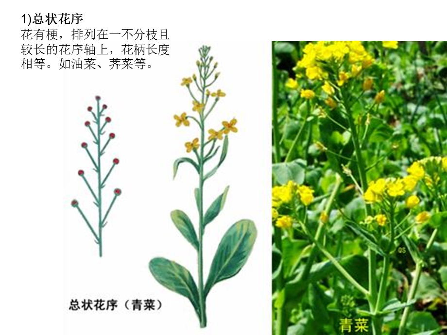 园林植物-花序的类型.ppt_第3页