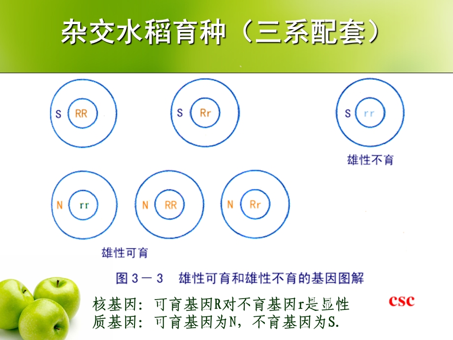 农业生产中繁殖控制技术.ppt_第3页